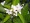 Orange Blossoms