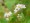 Buckwheat Flowers