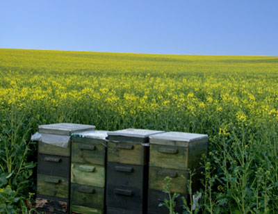 Beehives in Farm Fields
