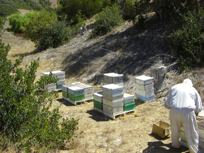 Ideal Beekeeping Land